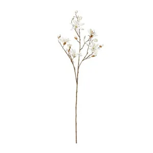 Magnolia Japanese Spray - 36cm x 28cm x 104cm by James Lane, a Plants for sale on Style Sourcebook
