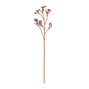Kangaroo Paw Spray Burgundy - 78CM by James Lane, a Plants for sale on Style Sourcebook