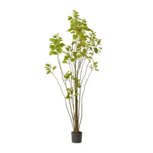 Smoke Tree Green - 180CM by James Lane, a Plants for sale on Style Sourcebook