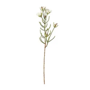 Kaaps Spray White - 61 cm by James Lane, a Plants for sale on Style Sourcebook