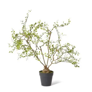 Angel Vine Plant Green - 61cm by Elme Living, a Plants for sale on Style Sourcebook