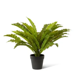 Asplenium Fern Green - 60cm by Elme Living, a Plants for sale on Style Sourcebook