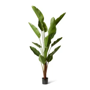 Bird of Paradise (Outdoor) Green - 240 cm by Elme Living, a Plants for sale on Style Sourcebook