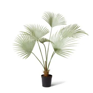Fan Palm Grey Green - 140cm by Elme Living, a Plants for sale on Style Sourcebook