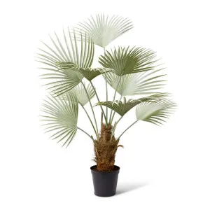 Fan Palm Grey Green - 178cm by Elme Living, a Plants for sale on Style Sourcebook