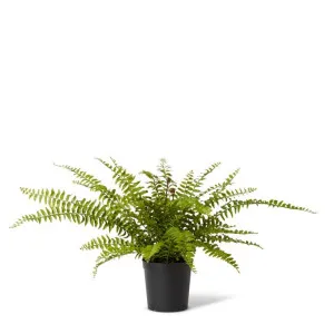 Fern Lush Boston Potted Green - 61cm by Elme Living, a Plants for sale on Style Sourcebook