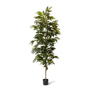 Ficus Alii Tree Green - 210cm by Elme Living, a Plants for sale on Style Sourcebook