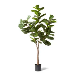 Fiddle Lush Tree Green - 180cm by Elme Living, a Plants for sale on Style Sourcebook