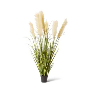 Grass Pampas Potted Green/White - 120cm by Elme Living, a Plants for sale on Style Sourcebook