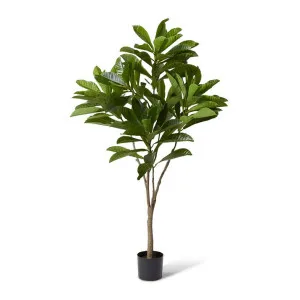 Loquat Tree Green - 180cm by Elme Living, a Plants for sale on Style Sourcebook
