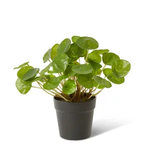Money Plant Green - 23 cm by Elme Living, a Plants for sale on Style Sourcebook