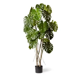 Monstera Vine Plant Potted Green - 190cm by Elme Living, a Plants for sale on Style Sourcebook