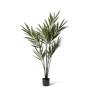 Palm Kentia (Outdoor) Green - 183cm by Elme Living, a Plants for sale on Style Sourcebook