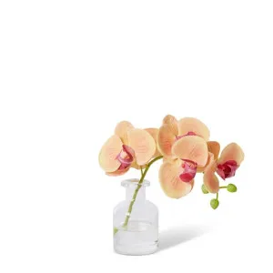Phalaenopsis Orchid in Vase Apricot - 20cm by Elme Living, a Plants for sale on Style Sourcebook