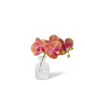 Phalaenopsis Orchid in Vase Green/Burgundy - 20cm by Elme Living, a Plants for sale on Style Sourcebook