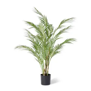 Phoenix Palm Plant Green - 90cm by Elme Living, a Plants for sale on Style Sourcebook