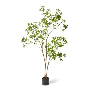 Pieris Japonica Tree Green - 180cm by Elme Living, a Plants for sale on Style Sourcebook