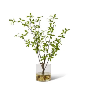 Pittosporum Plant - 98cm by Elme Living, a Plants for sale on Style Sourcebook