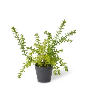 Sedum Plant Green - 25cm by Elme Living, a Plants for sale on Style Sourcebook