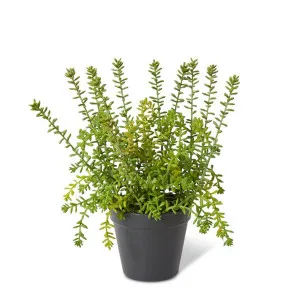 Sedum Plant Green - 32cm by Elme Living, a Plants for sale on Style Sourcebook