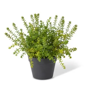 Sedum Plant Green - 39cm by Elme Living, a Plants for sale on Style Sourcebook