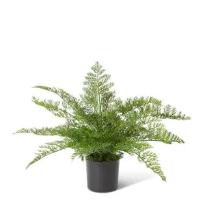 Starter Fern Plant Green - 51cm by Elme Living, a Plants for sale on Style Sourcebook