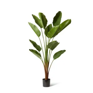 Bird of Paradise (Outdoor) Green by Elme Living, a Plants for sale on Style Sourcebook