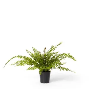 Fern Lush Boston Potted Green by Elme Living, a Plants for sale on Style Sourcebook