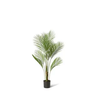 Palm Phoenix (Outdoor) Green by Elme Living, a Plants for sale on Style Sourcebook