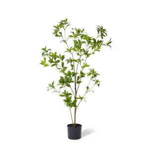 Pieris Japonica Tree Green by Elme Living, a Plants for sale on Style Sourcebook