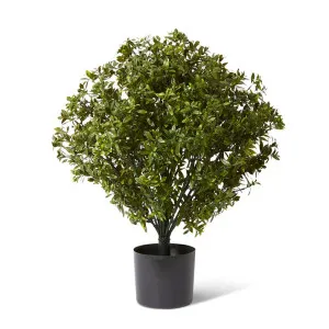 Topiary Hazel Leaf Potted (Outdoor) Green by Elme Living, a Plants for sale on Style Sourcebook