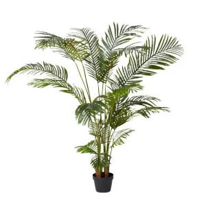 Areca Palm Potted Plant Green by James Lane, a Plants for sale on Style Sourcebook