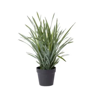 Dracaena Grass Plant Potted by James Lane, a Plants for sale on Style Sourcebook