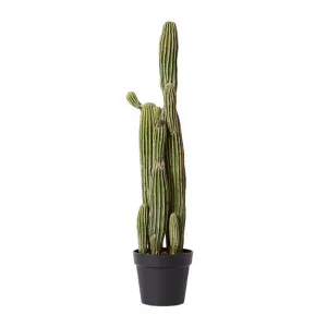 Saguaro Cactus Potted Plant by James Lane, a Plants for sale on Style Sourcebook