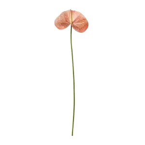 Anthurium Grand Stem Mauve - 74cm by James Lane, a Plants for sale on Style Sourcebook