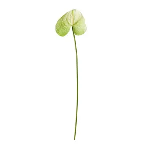 Anthurium Grand Stem Green - 71cm by James Lane, a Plants for sale on Style Sourcebook