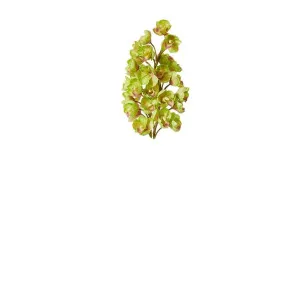 Cymbidium Stem Bundle Green - 74cm by James Lane, a Plants for sale on Style Sourcebook