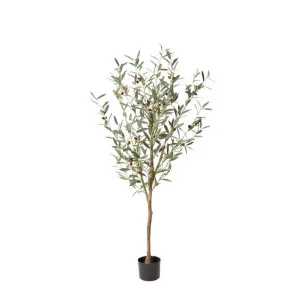 Olive Tree Grey Green - 150cm by James Lane, a Plants for sale on Style Sourcebook