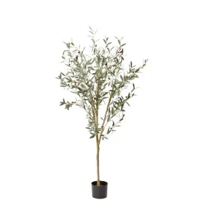 Olive Tree Grey Green - 180cm by James Lane, a Plants for sale on Style Sourcebook