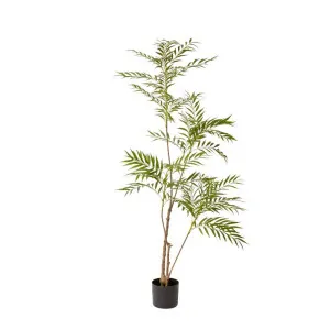 Palm Mohonia Green by James Lane, a Plants for sale on Style Sourcebook