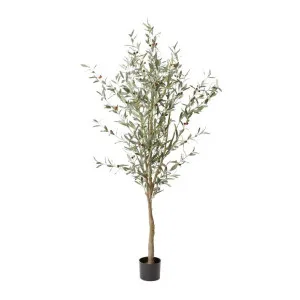 Olive Tree Grey Green by James Lane, a Plants for sale on Style Sourcebook