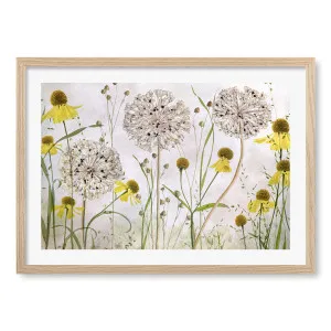 Alliums and Heleniums Wall Art Print by Mandy Disher by Profile Australia, a Prints for sale on Style Sourcebook