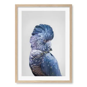 Black Cockatoo Wall Art Print by Kathrin Pienaar by Profile Australia, a Prints for sale on Style Sourcebook