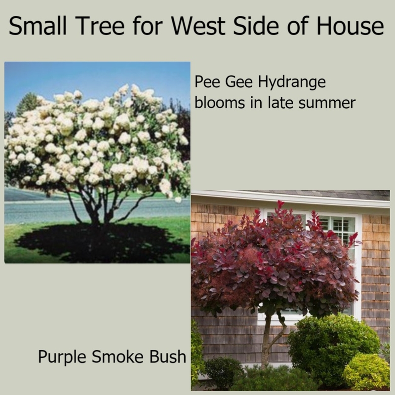 Tree Options for West Side Home Mood Board by dorothy on Style Sourcebook