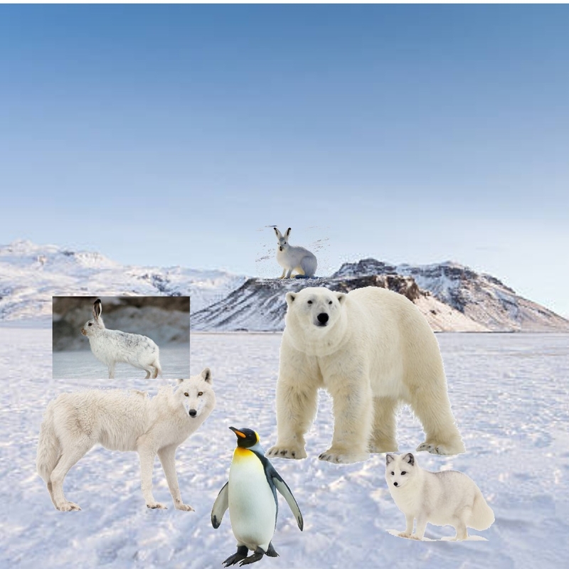 polar biome Mood Board by HeidiN on Style Sourcebook