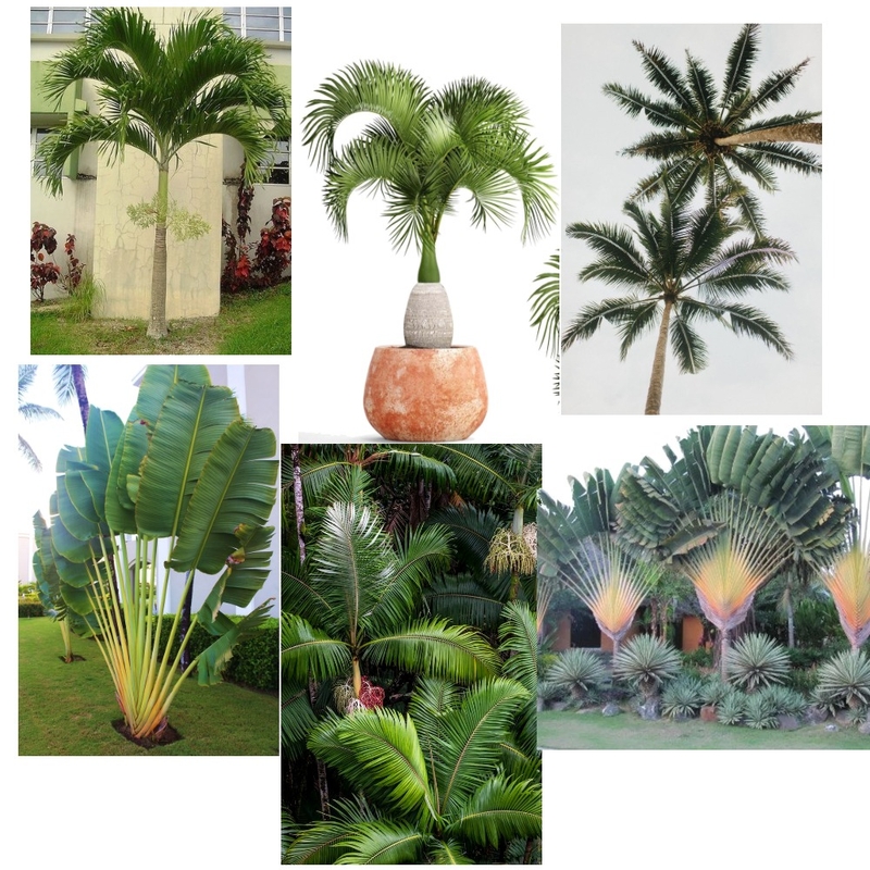 Tropical Palms Mood Board by Accent on Colour on Style Sourcebook