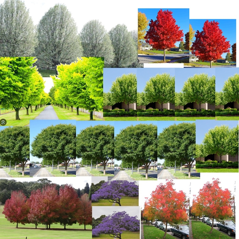 Trees Mood Board by Georgie Kate on Style Sourcebook