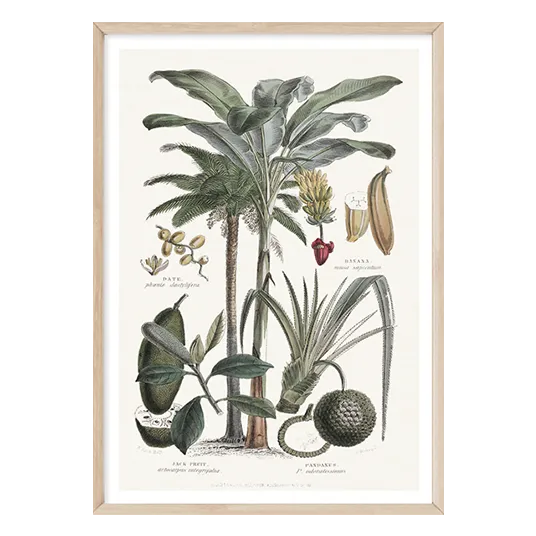 Tropicano II