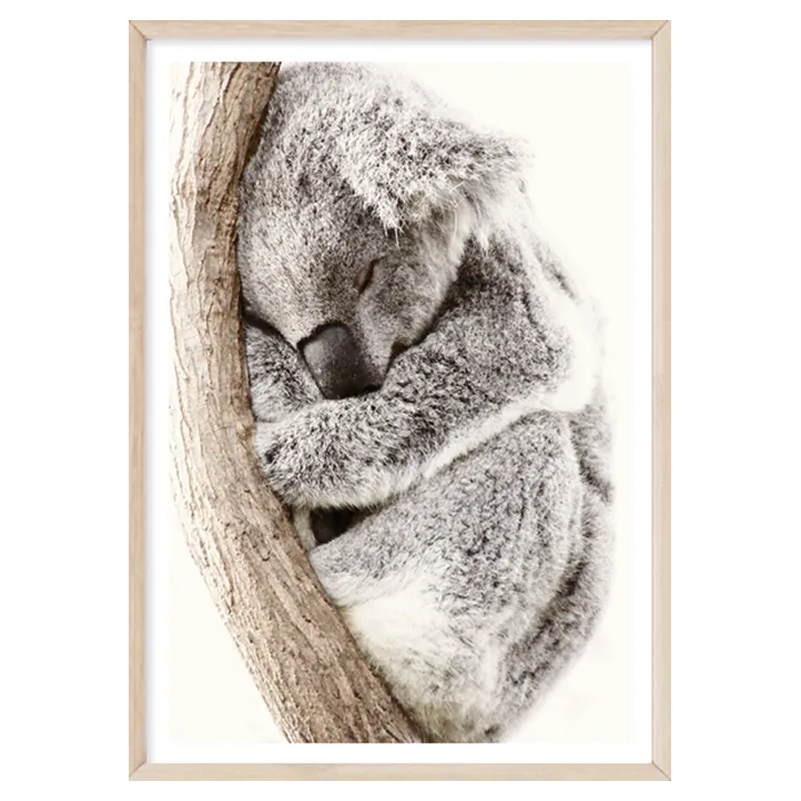 Sleeping Koala