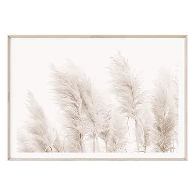 Coastal Pampas Grass